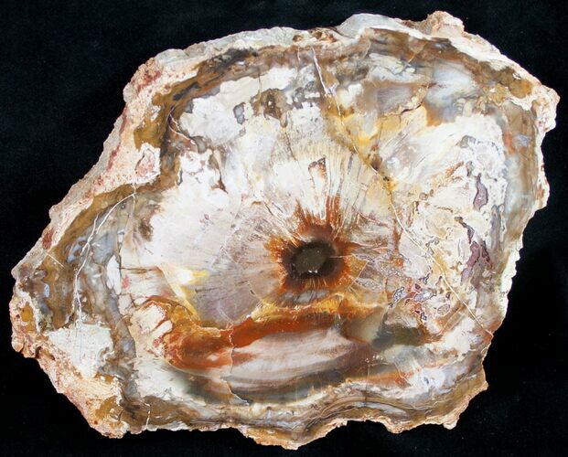 Beautiful Araucaria Petrified Wood Slice - #9569